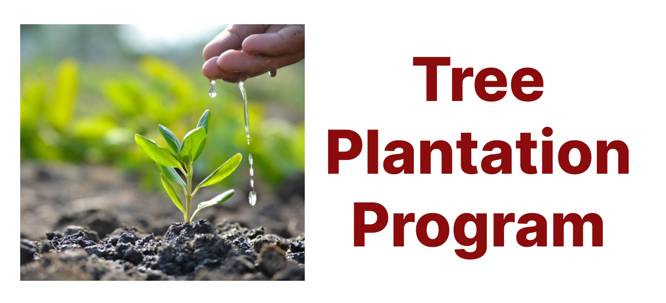 Tree Plantation Program
